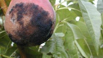 Maladies de conservation des fruits à noyau 
