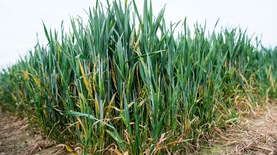 DFE : stade clé de la protection du blé