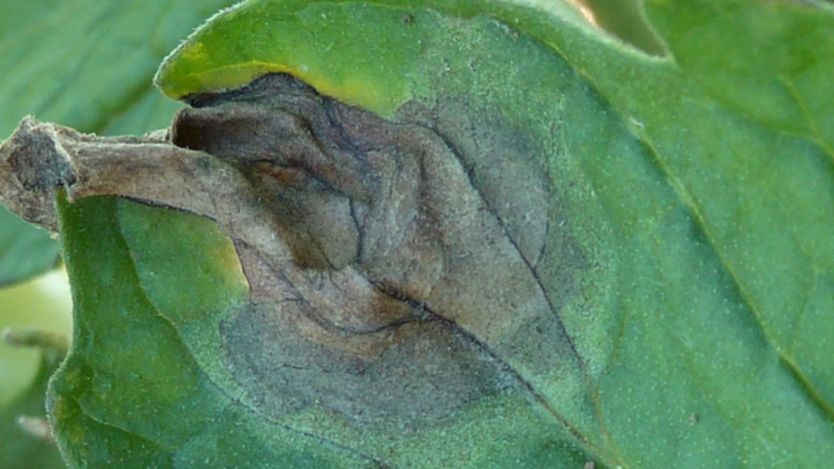 Mildiou de la tomate Maladies cultures légumières