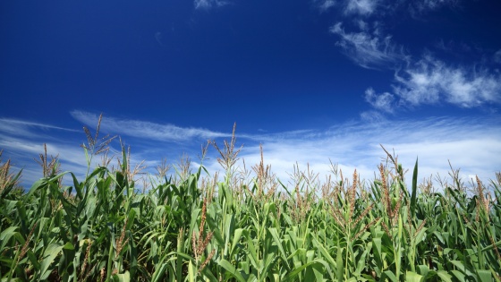 BASF Agro et la filière maïs