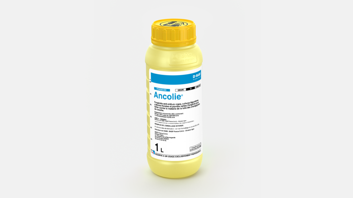 ANCOLIE - 58233455