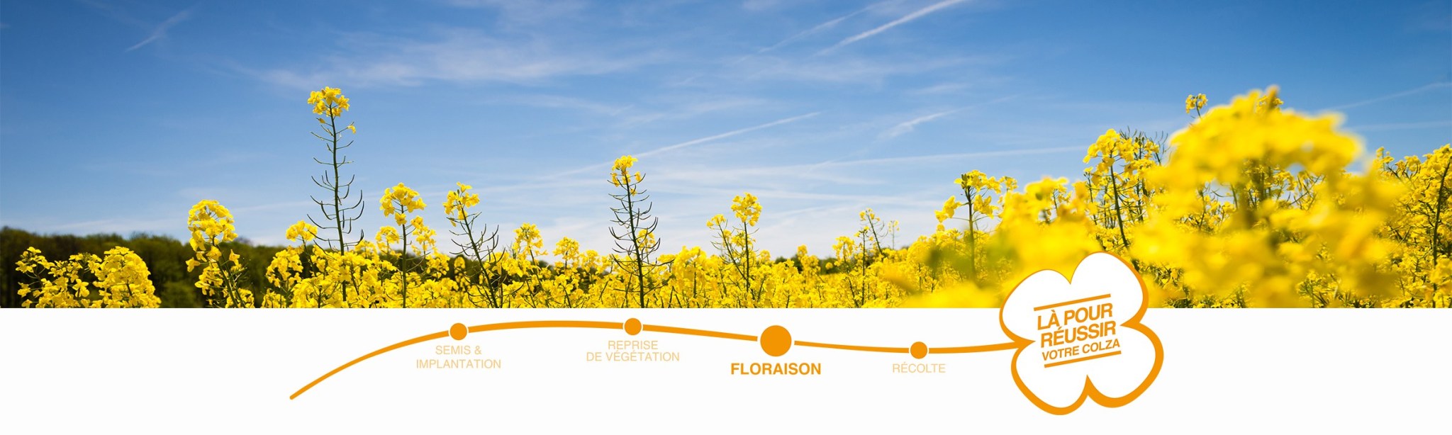 header colza floraison