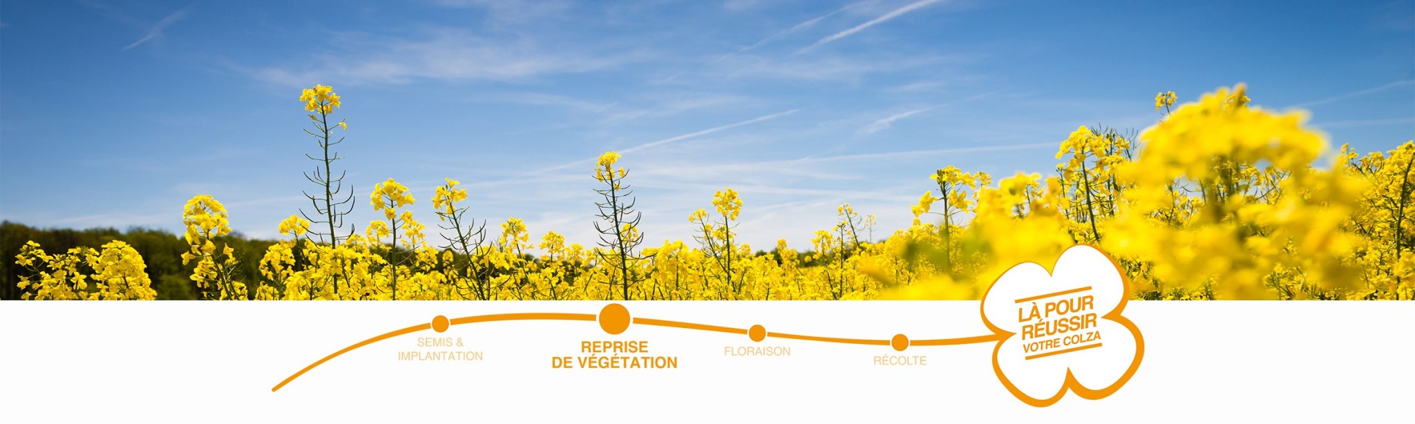 header colza reprise de végétation
