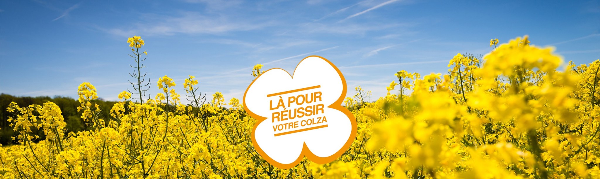 header là pour réussir votre colza