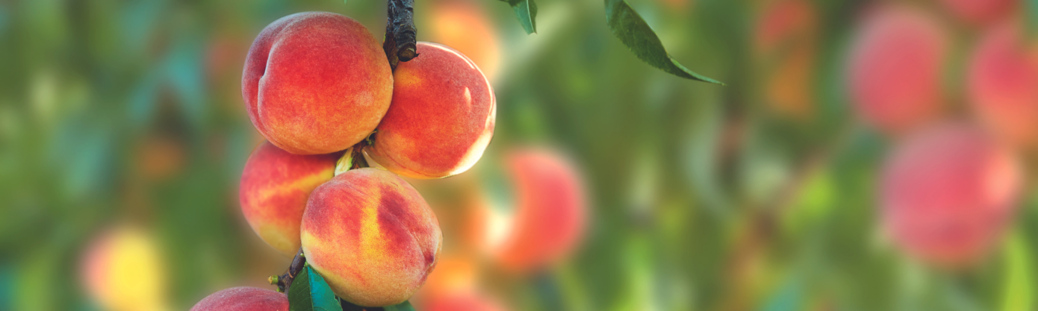 revysion fongicide arboriculture basf