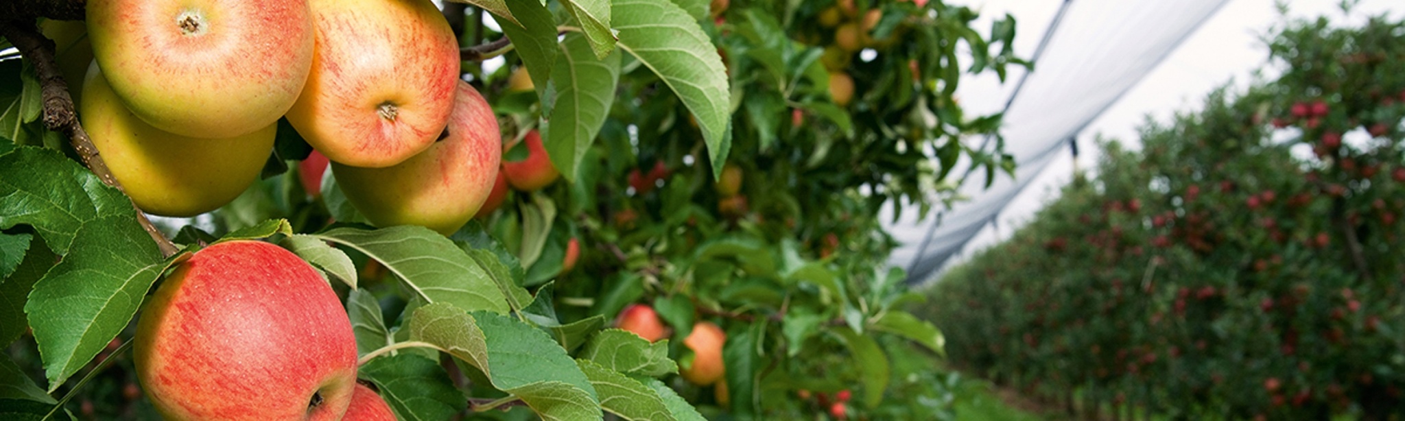 header arboriculture basf