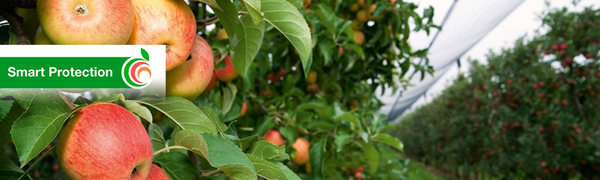 smartprotection des solutions intelligentes pour l'arboriculture