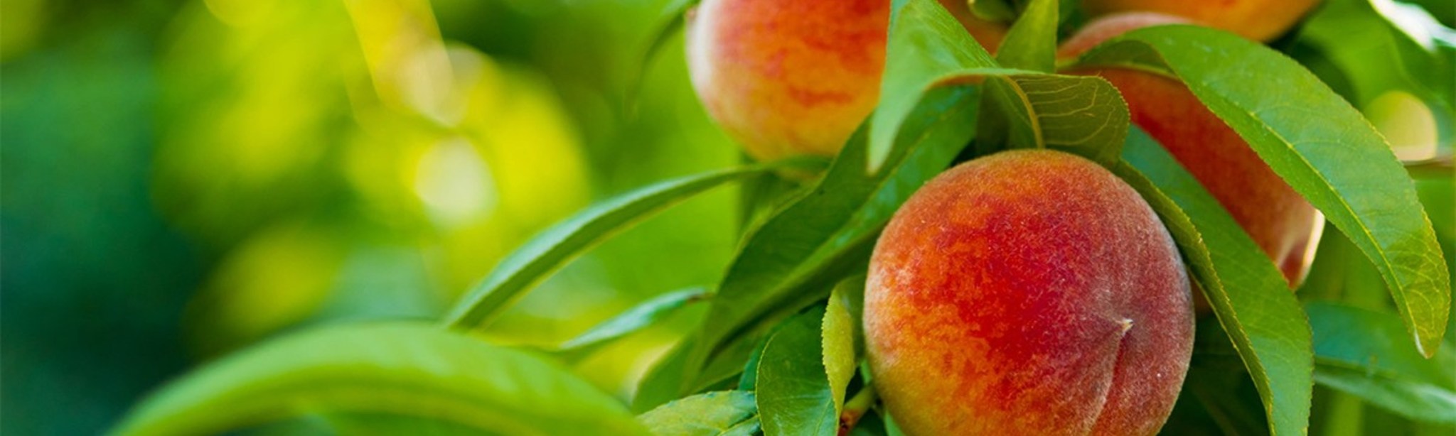 arboriculture fruits à noyau