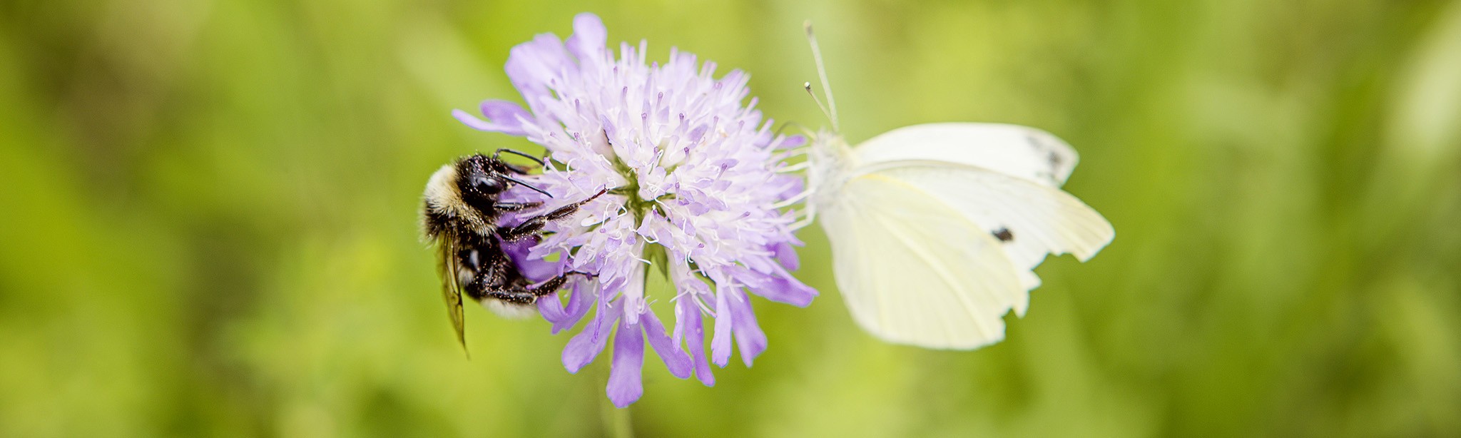 Favoriser la biodiversité sur mon exploitation