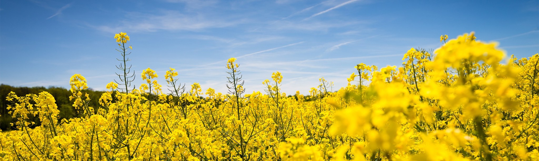 culture du colza basf