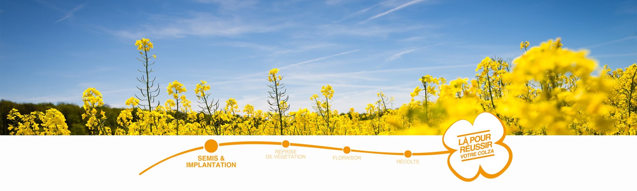 header semis et implantation du colza