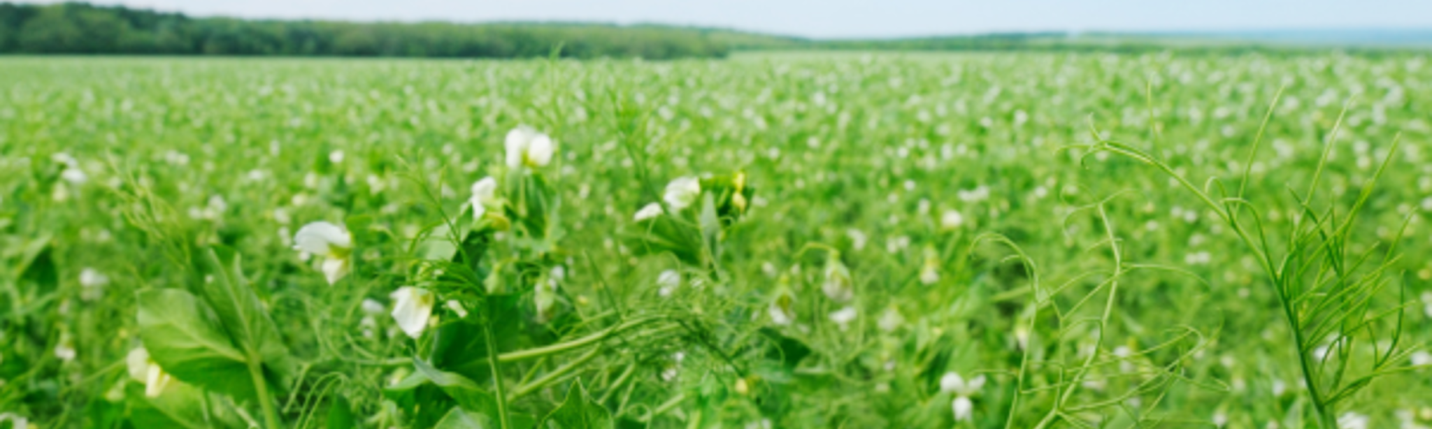 légumes d'industries, légumes transformés