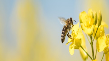 Protection de la culture du colza et des abeilles