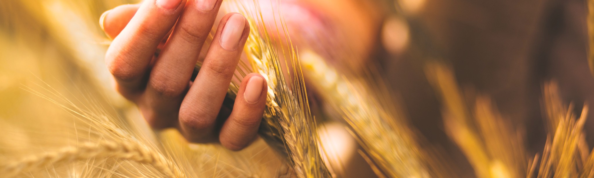 header systiva agroécologie