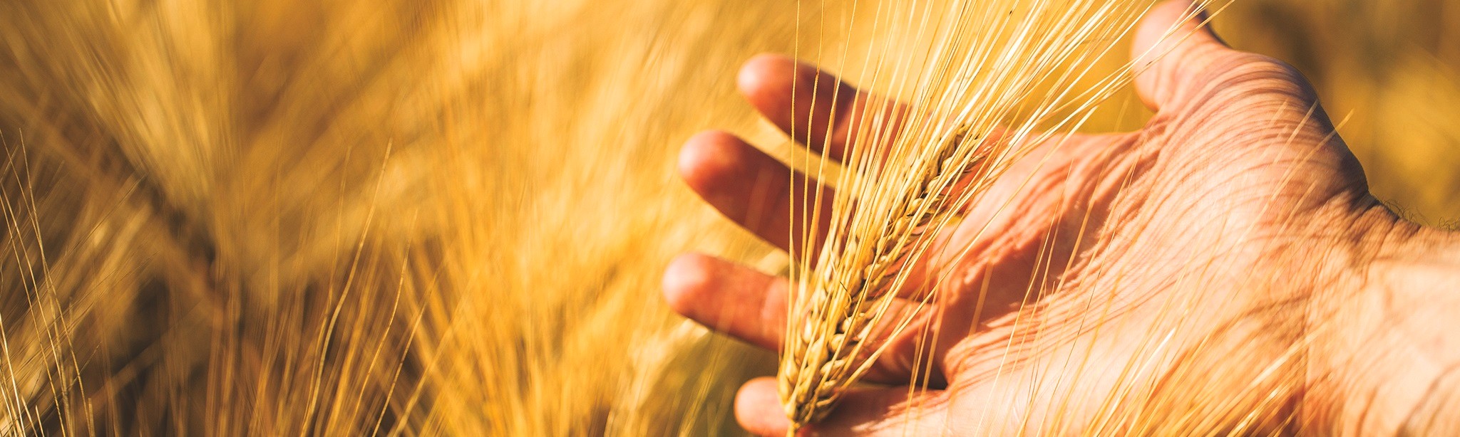 traitement de semences systiva