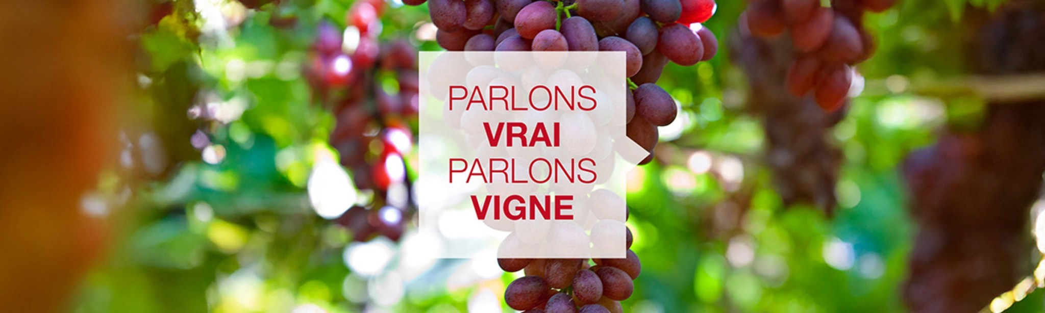 parlons vrai parlons vigne