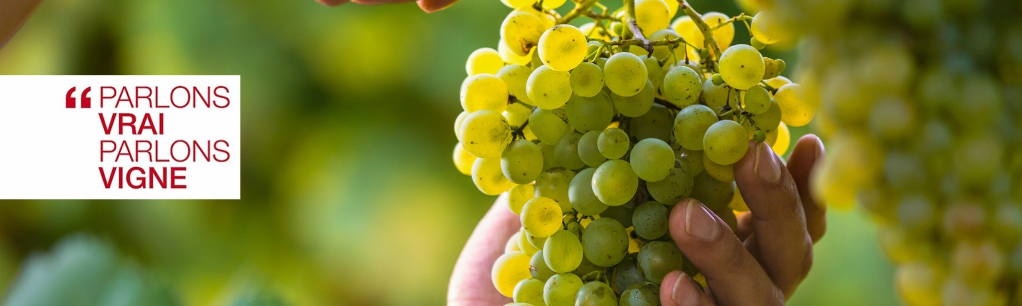 header parlons vrai, arlons vigne