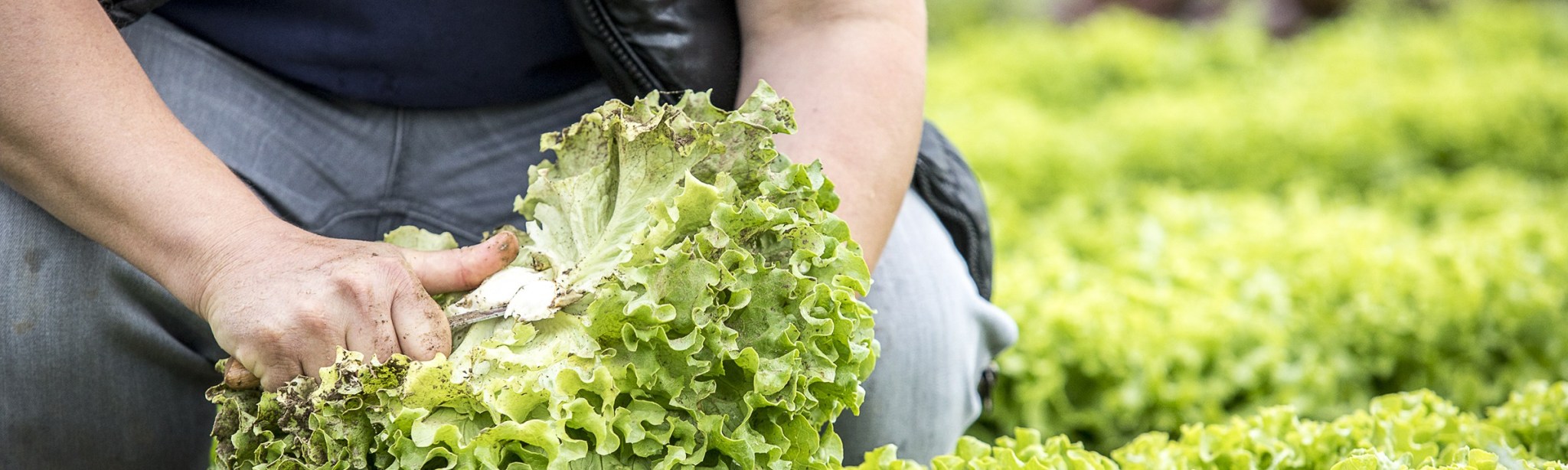 header questions d'agriculture