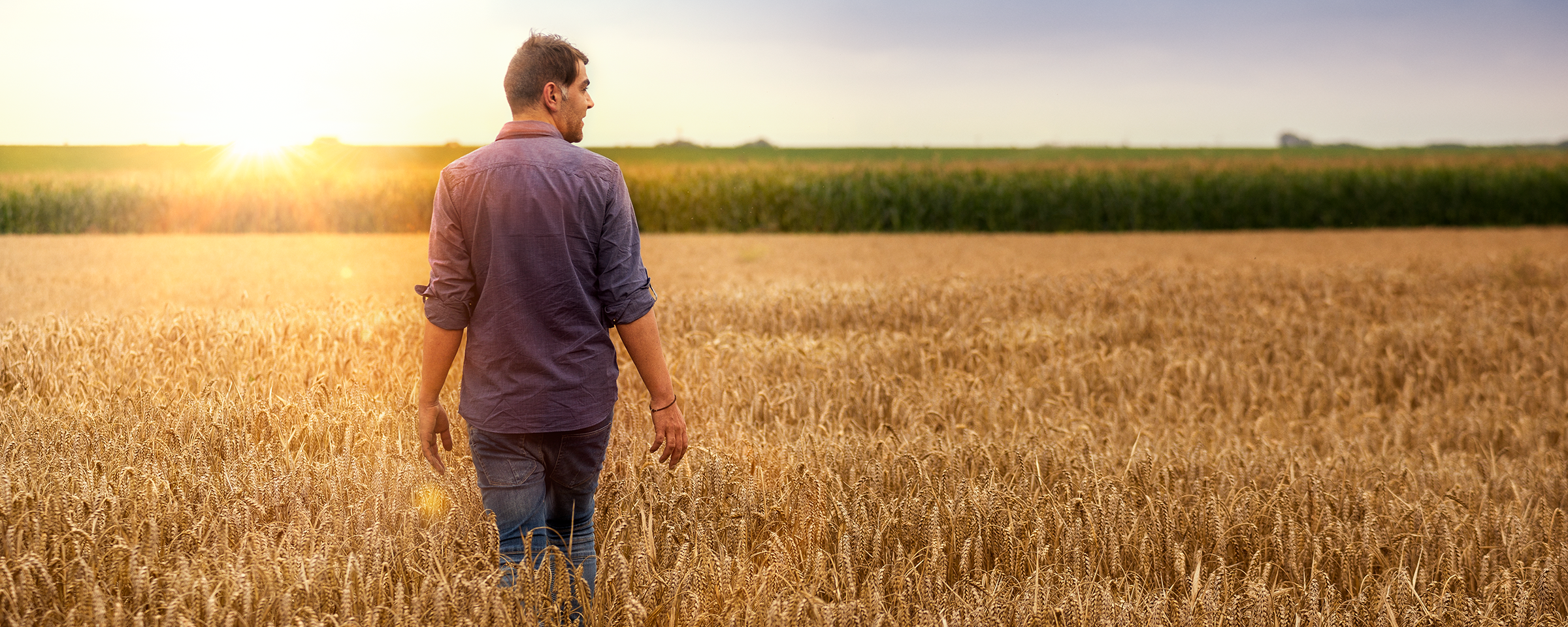 grande récolte agriculture basf