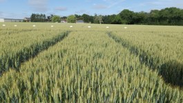 Protection fongicide céréales : les atouts de Revysol®