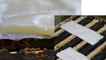 MAQS® : une solution simple, efficace et sûre contre le varroa
