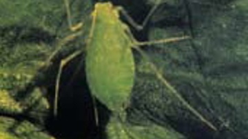 Le puceron vert du pois