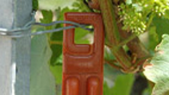 confusion sexuelle (rak) sur vigne