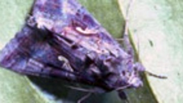 La noctuelle défoliatrice