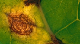 Alternaria du colza