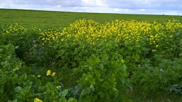 L’enherbement des vignes et des vergers