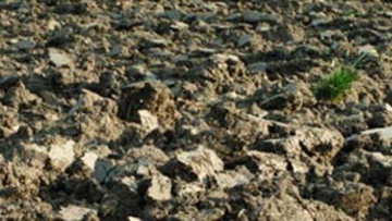 2. Intégrer l’agronomie dans la stratégie de désherbage