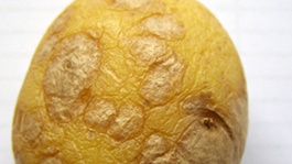 Gale argentée de la pomme de terre