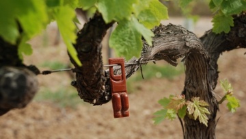 rak sur vigne