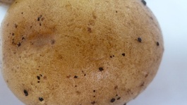Rhizoctone de la pomme de terre