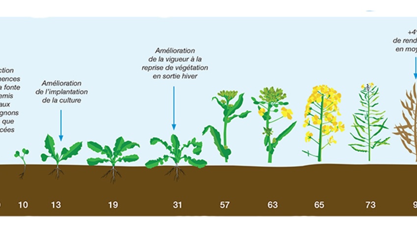 Integral Pro Traitement Integral Pro | Basillus Integral Pro – QTIRHX