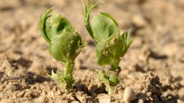 Protection insecticide du pois