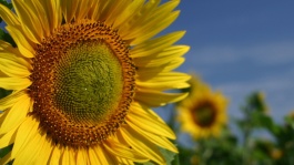 Cours et marchés du tournesol