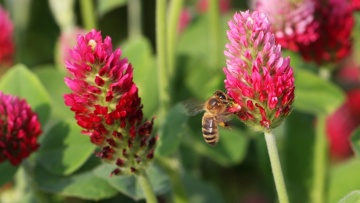 Comment évaluer la biodiversité sur une exploitation agricole ?