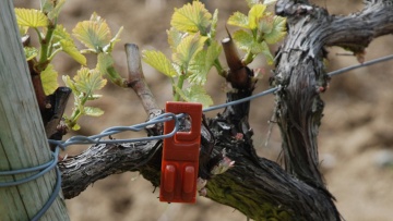 rak sur vigne