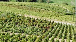 Désherbage de la vigne : l'entretien des sols