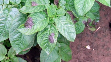 Mildiou de la pomme de terre