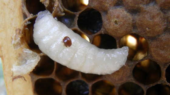 Le varroa, ennemi numéro 1 des abeilles 
