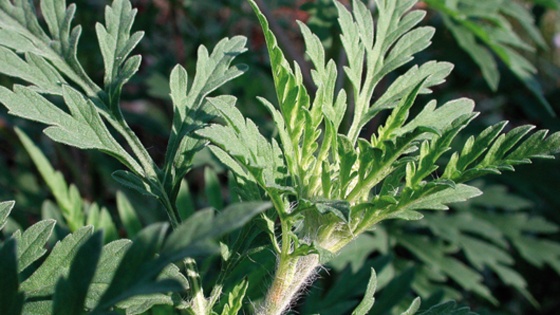 Adventices du tournesol