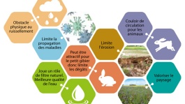 Bandes enherbées