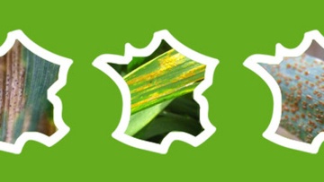 Info' risque : alertes risques maladies du blé