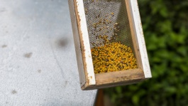 Prendre soin des abeilles
