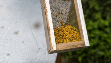 Pourquoi les abeilles ne vont pas bien 