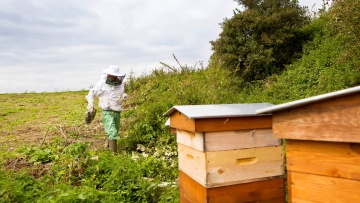 Prendre soin des abeilles et autres pollinisateurs