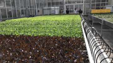 réolte mécanique salades basf nunhems