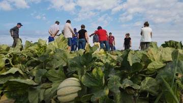 synergie nunhems et basf